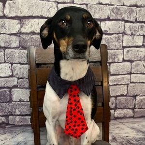 🎉🎉Host Pic🎉🎉Dog Ties For Sale!